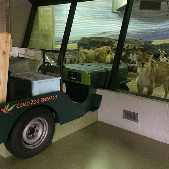 large cats jeep